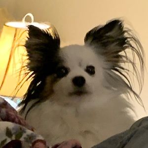 Meet your Posher, Anne-elise